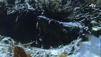 Tortue alligator  la machine de guerre - ZAPPING SAUVAGE