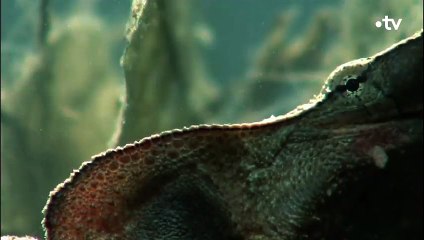 Matamata, la tortue un peu moche mais incroyable - ZAPPING SAUVAGE