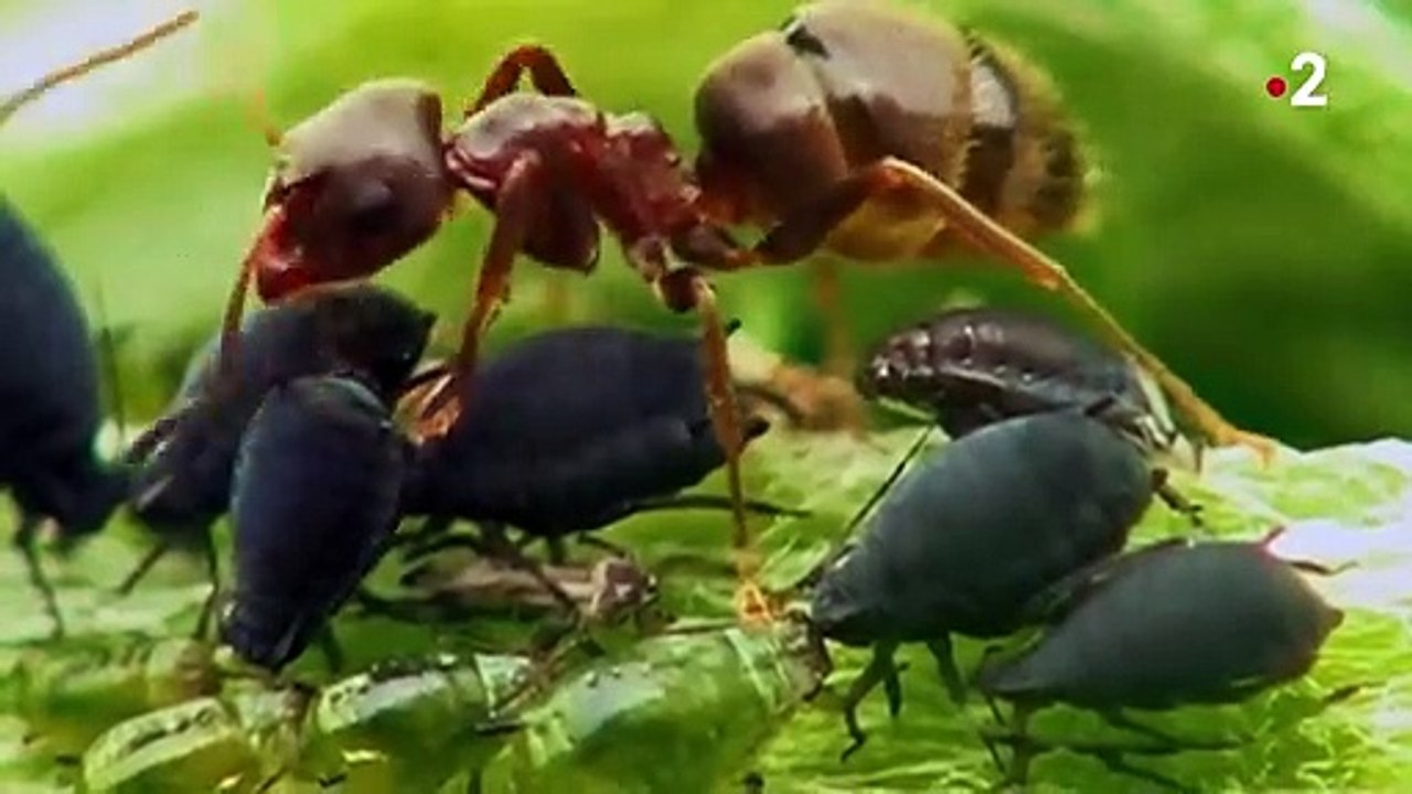 Coccinelle VS pucerons VS fourmis - ZAPPING SAUVAGE