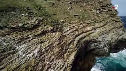 Du romantisme chez les oiseaux  - ZAPPING SAUVAGE