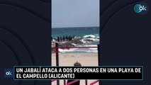 Un jabalí ataca a dos personas en una playa de El Campello (Alicante)