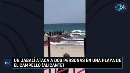 Un jabalí ataca a dos personas en una playa de El Campello (Alicante)