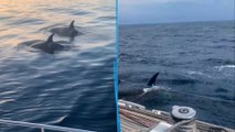 « Ne criez pas, ne leur jetez rien dessus » : ce qu’il faut savoir (et faire) quand on est attaqué par des orques