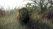 Un Lion en colère charge une voiture au parc Krueger en Afrique du Sud