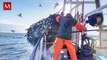 La polémica en torno a Gladis, la orca señalada por volcar embarcaciones en España
