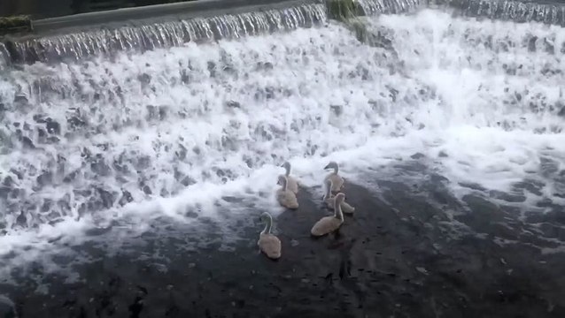 Rescued baby swans get stuck in weir after daring escape