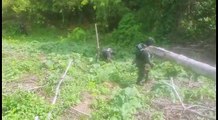 FF.AA. aseguran 64 mil arbustos de cocaína en plantación de drogas en Patuca
