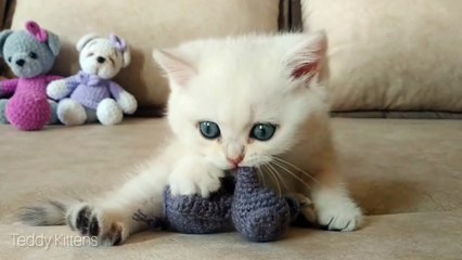 Naughty Coco gets a little spanking by her cat mommy ♥️ _ Too Funny