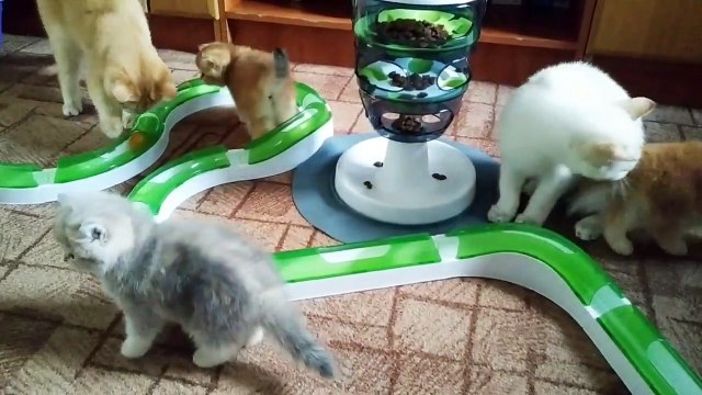 New Toys For My Kittens _ Funny kittens _ British Shorthair