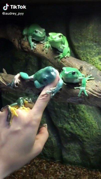 The Cutest ANIMALS Compilation!