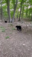 Poor Bear Cub Gets Spooked