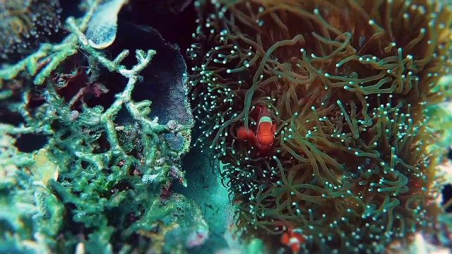 Eksplor Jajanan di Jalan Surya Kencana Bogor, Ada Apa Saja? | JALAN JALAN