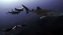 Whale Shark, Manta Ray and Dolphins Swim Together