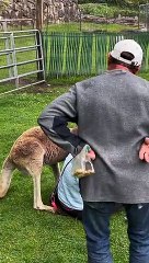 Playful Kangaroo Gets a Bit Too Familiar