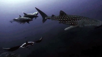 Whale Shark, Manta Ray and Dolphins Swim Together