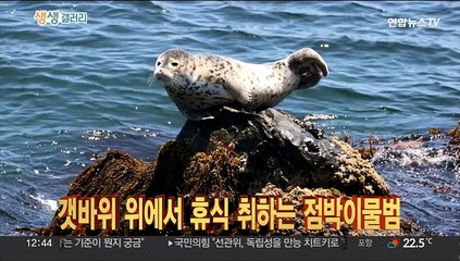 [생생갤러리] 갯바위 위에서 휴식 취하는 점박이물범 外