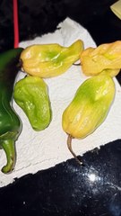 chiles habaneros de los mas picantes, guindillas aji pepper especias saludables y naturales