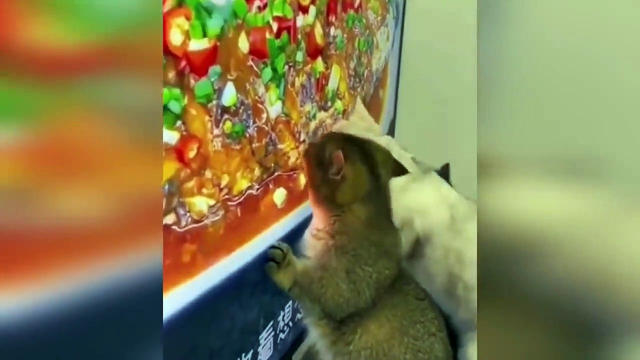 Funniest Cats And Dogs Videos  - Best Funny Animal Videos 2023