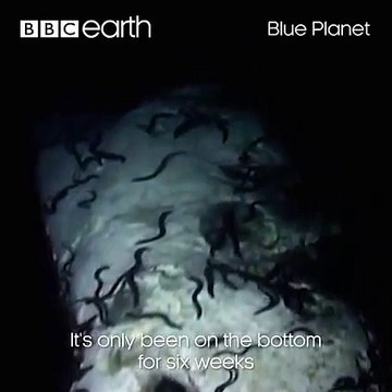 The carcass of a 30 tonne grey whale can feed hundreds of deep-sea creatures including ﻿sleeper sharks, hagfish and bacteria.﻿