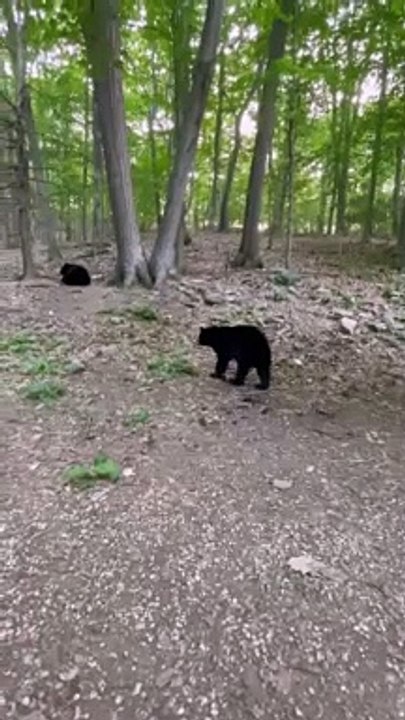 Poor Bear Cub Gets Spooked