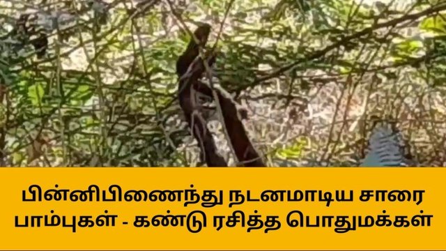 ஈரோடு : பின்னிபிணைந்து நடனமாடிய சாரை பாம்புகள் - கண்டு ரசித்த பொதுமக்கள்!