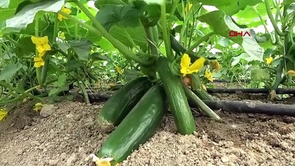 Le père qui a construit une serre dans le jardin de sa maison pour s'occuper de ses enfants handicapés