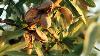 Technology Of Cultivation And Harvest Almonds - Almond Nut Packing Factory