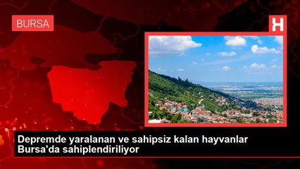 Depremde yaralanan ve sahipsiz kalan hayvanlar Bursa'da sahiplendiriliyor