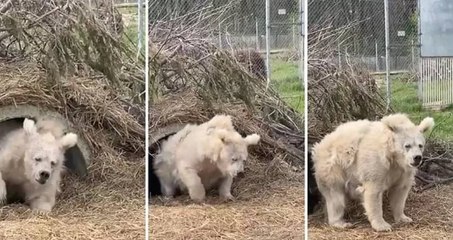 Kış uykusundan uyanan bir ayının, ininden çıktığı ilk anlar böyle görüntülendi