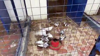 Billo Ke Sath Aesa Kiu Kiya