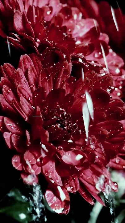 Rain Falling On Flowers