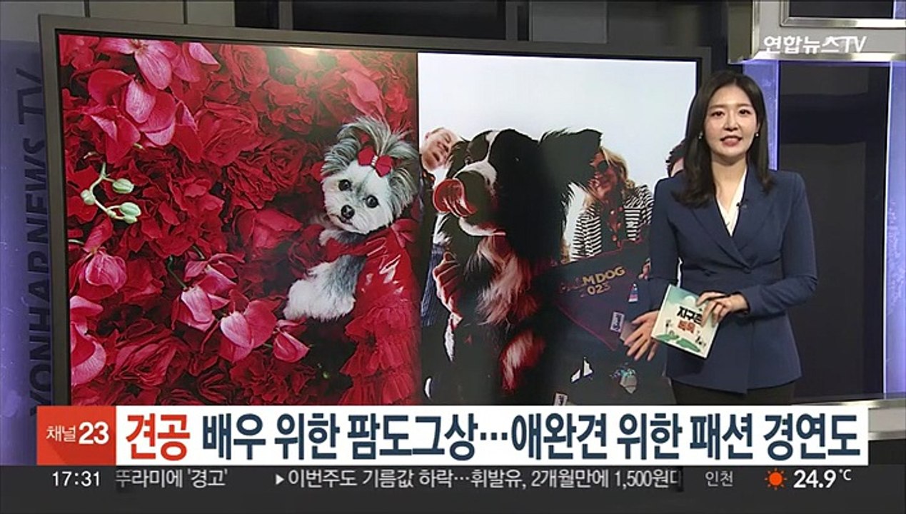 [지구촌톡톡] 견공 배우 위한 팜도그상…애완견 위한 패션 경연도 外