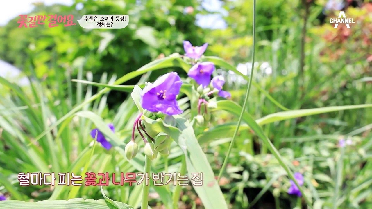 쉴 틈이 없는 고된 노동의 반복! 손녀와 함께하는 마지막 쑥갓 수확✿