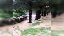 La production de thym et de sauge à Denizli a été affectée par les pluies.