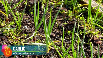 Gardening Australia Episode 16 (2023) 🌿 - Expert Tips & Garden Inspiration