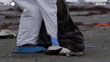 Cile, moria di uccelli marini in una spiaggia del nord del Paese