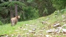 Anadolu leoparı yeniden görüntülendi