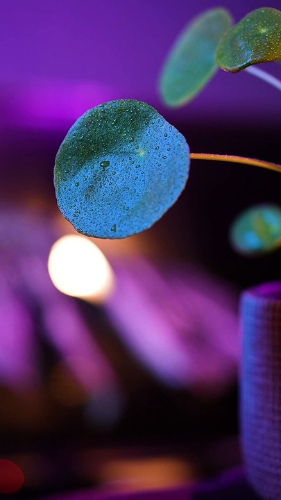 Je vous présente mon Pilea  une plante très facile d'entretien !