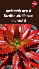 क्या आप जानते है लाल रंग का एलोवेरा क्यों होता है फायदेमंद ?