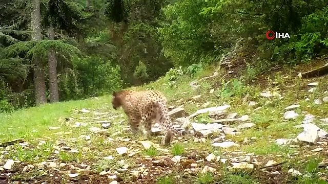 Le léopard d'Anatolie est réapparu