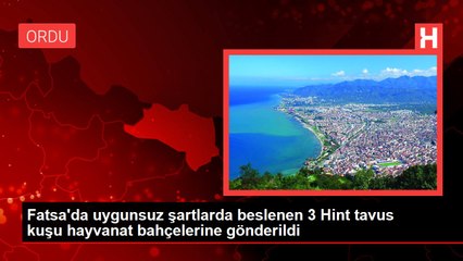 Fatsa'da uygunsuz şartlarda beslenen 3 Hint tavus kuşu hayvanat bahçelerine gönderildi