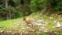 Afrika değil Türkiye! Anadolu Leoparı kamerada