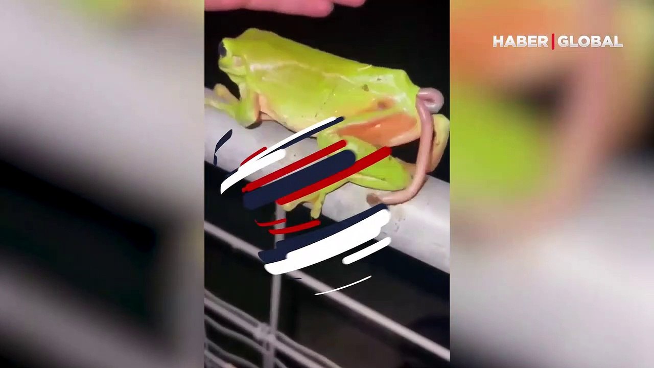 Hayrete düşüren olay! Kurbağanın içinden yılan çıktı