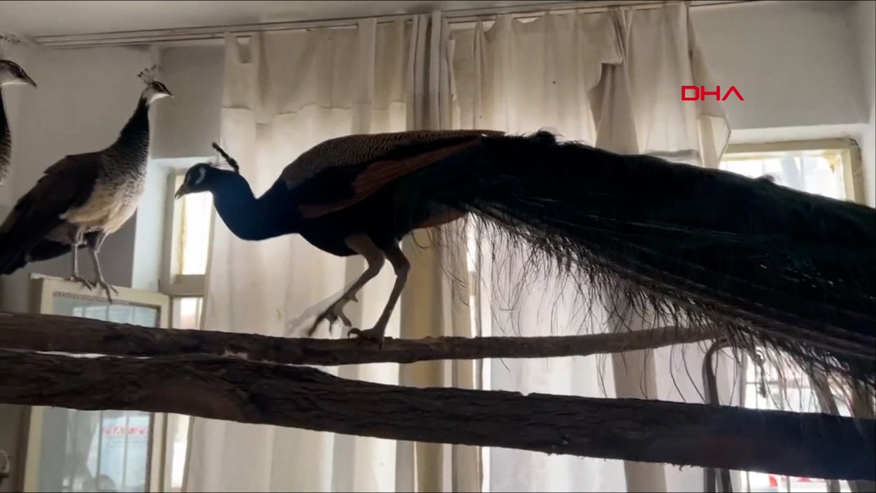 Ordu'da bir evde 3 tavus kuşu bulundu