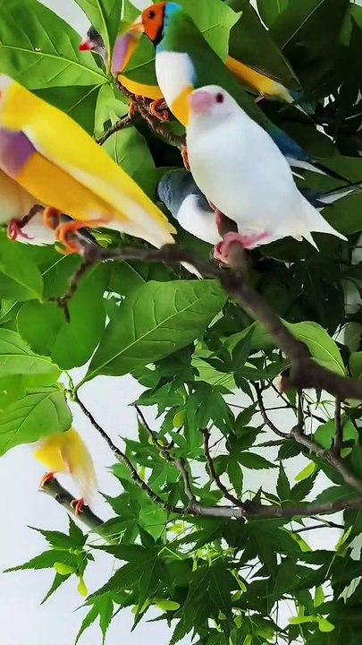 Indian birds  parrot  beautiful natural status video with