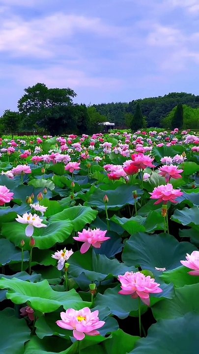 Good morning  Beautiful natural status video