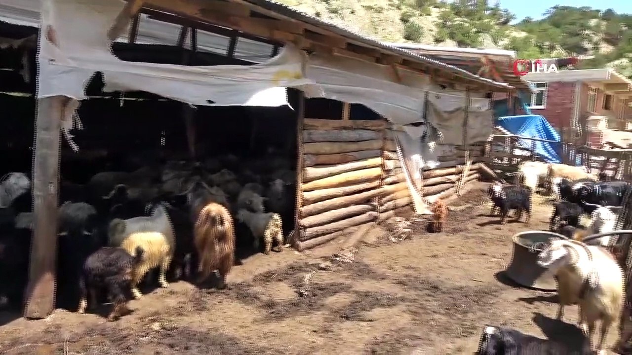 Les loups sont descendus dans le village et ont tué 50 petits bovins ! Les villageois sont maintenant inquiets pour leur vie