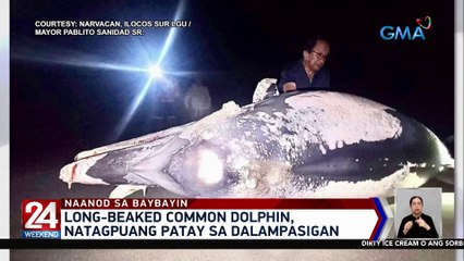 Long-beaked common dolphin, natagpuang patay sa dalampasigan | 24 Oras Weekend