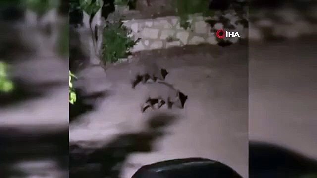 Sapanca'da Yerleşim Alanına İnen Domuz Sürüsü Görüntülendi