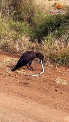 Dead Snake Fights Back and Chokes Bird